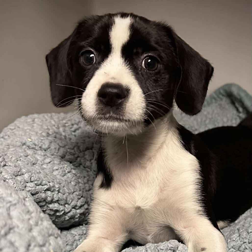 Pepper