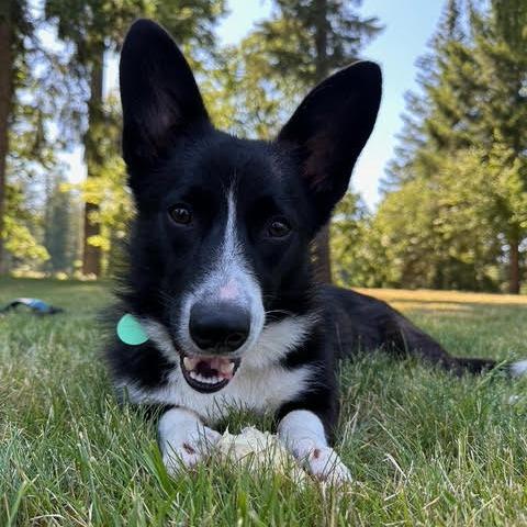 Frankie