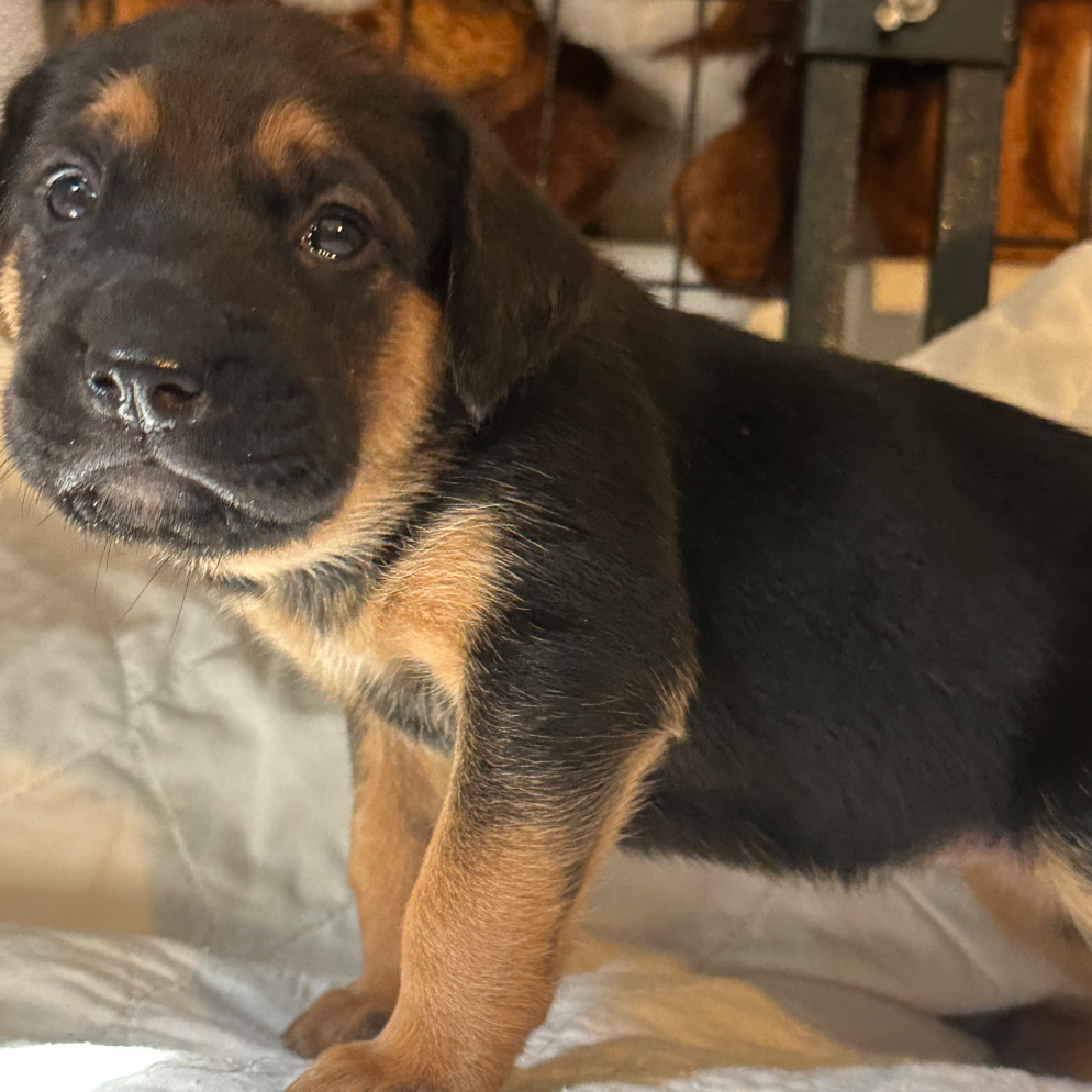 Darla