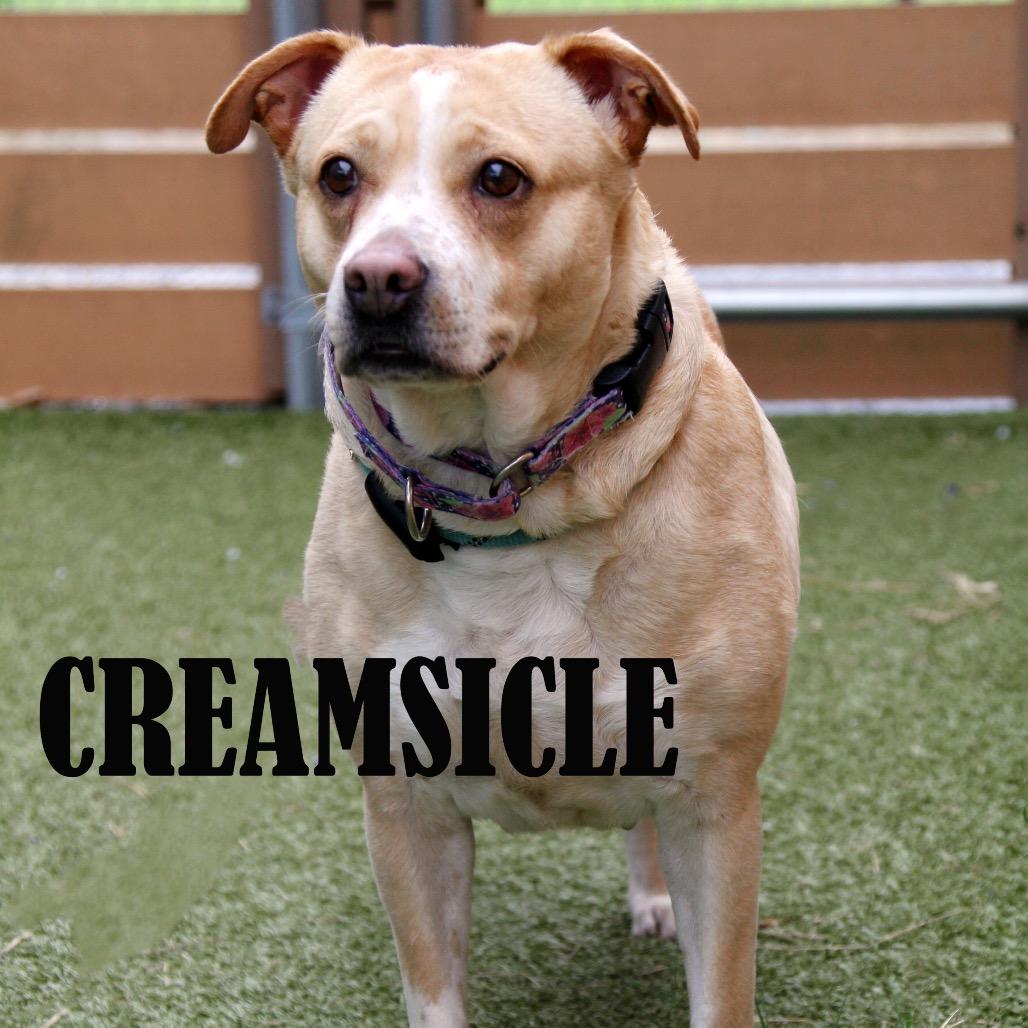 Creamsicle