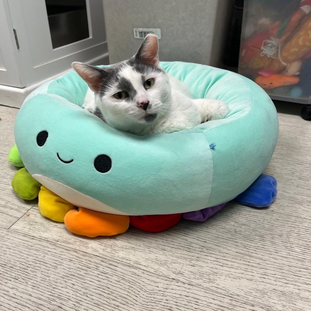 Mochi