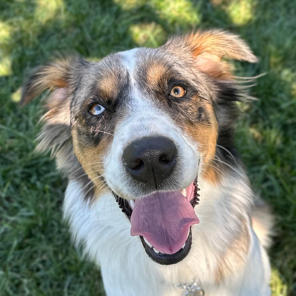 Molly (puppy) - ECAS