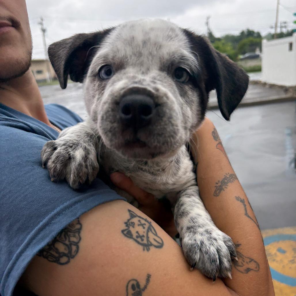 Pepper