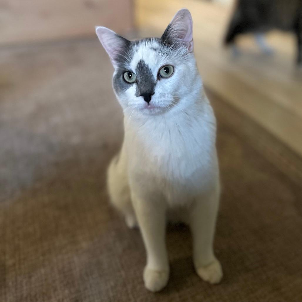 Mojo