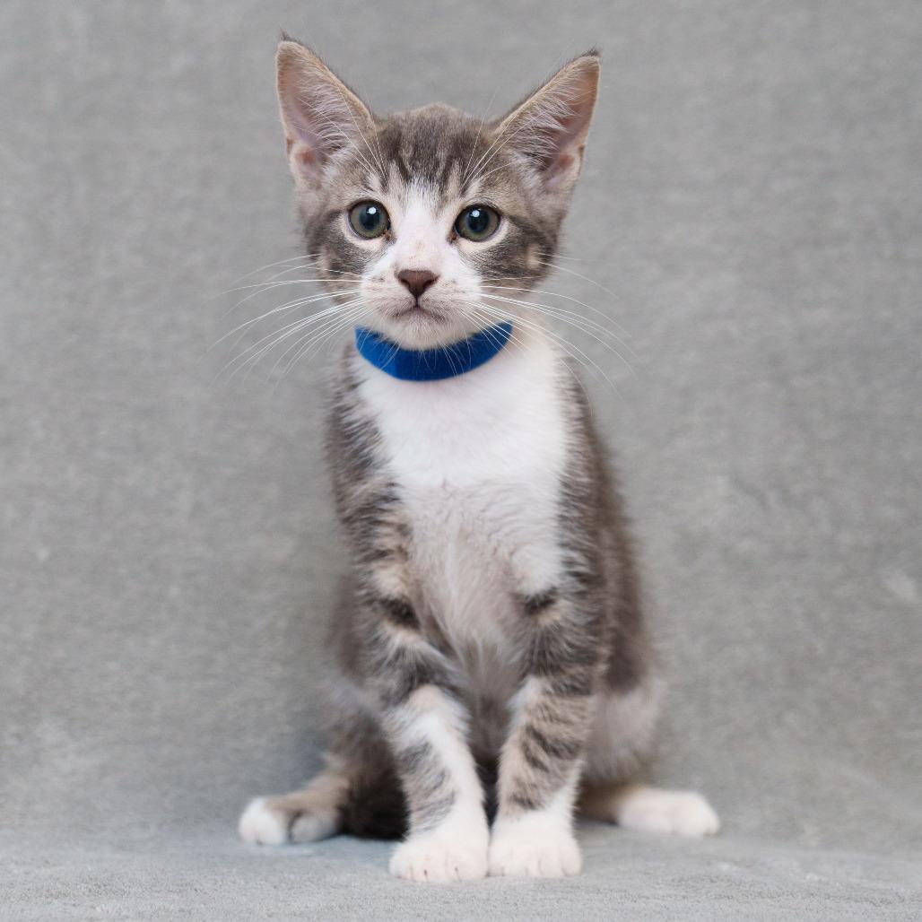 Antonio (Blue Collar)
