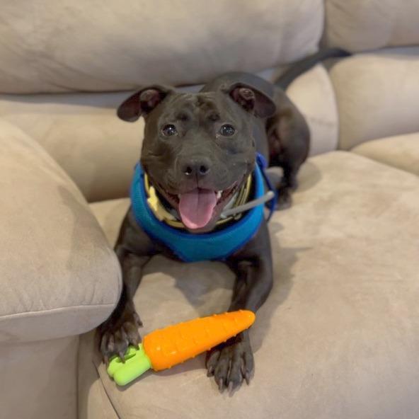 Nova