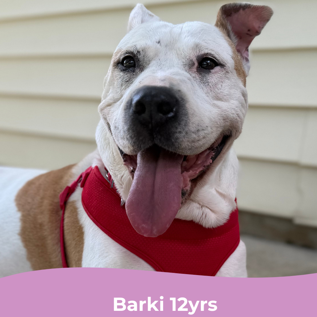 Barki