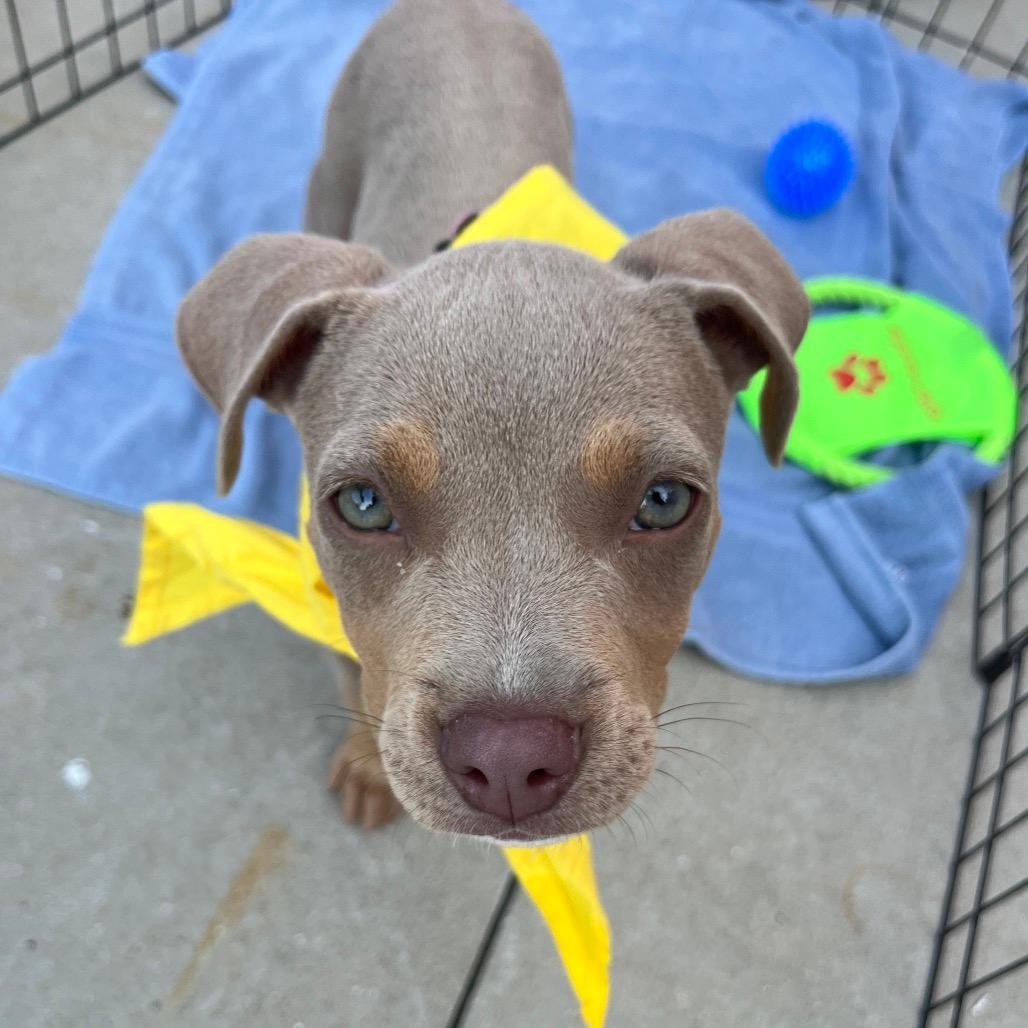 Finn