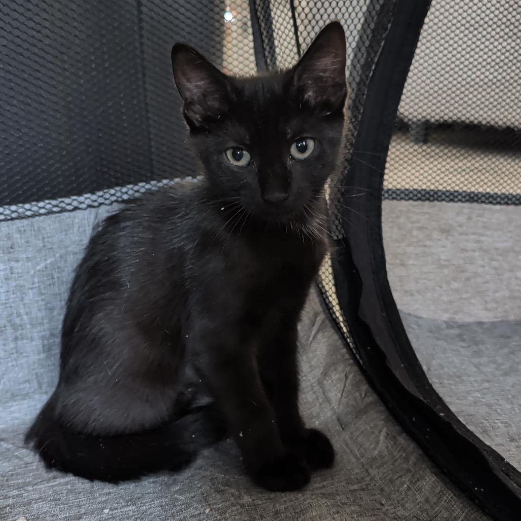 Pepper