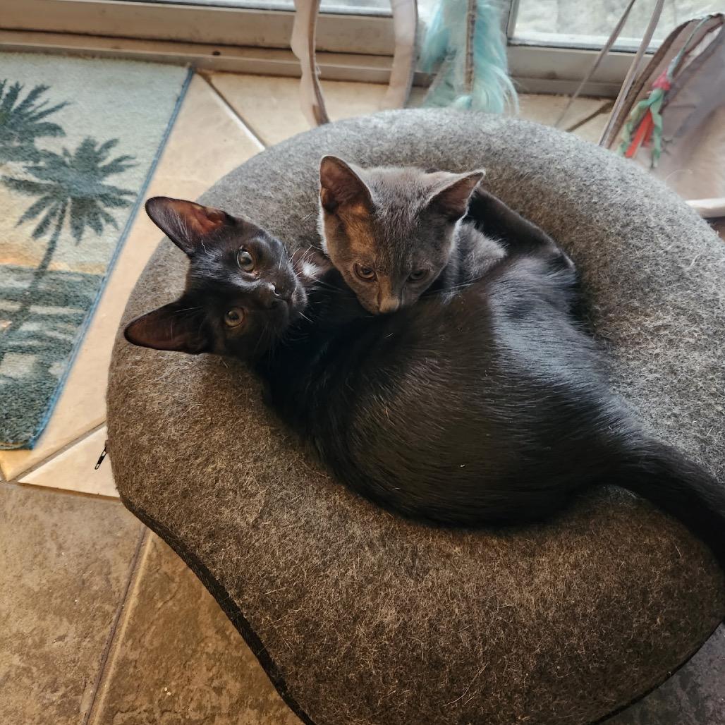 Simon