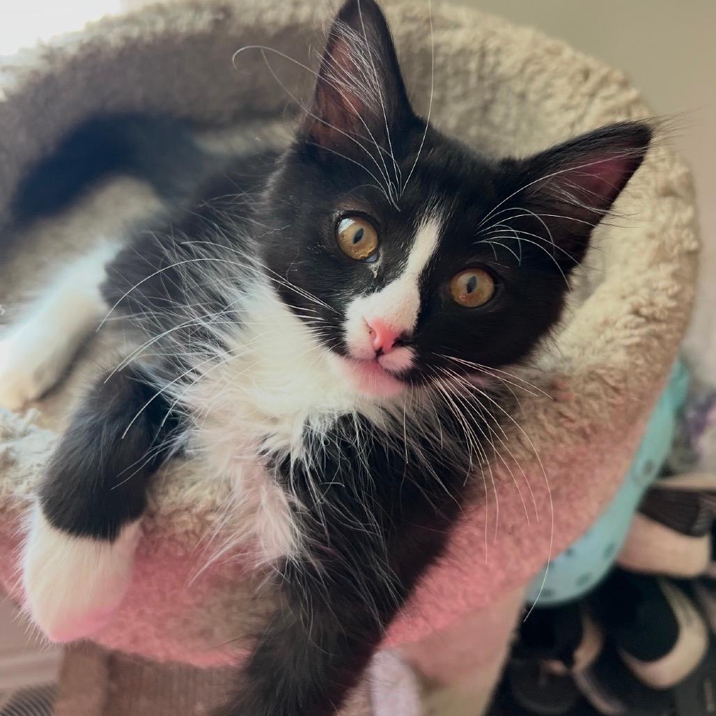 Finn