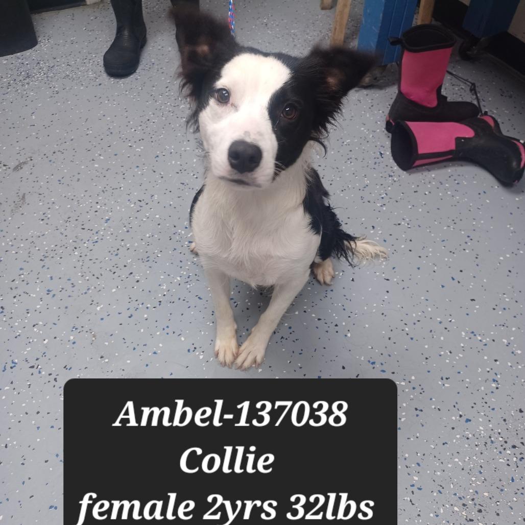 Ambel