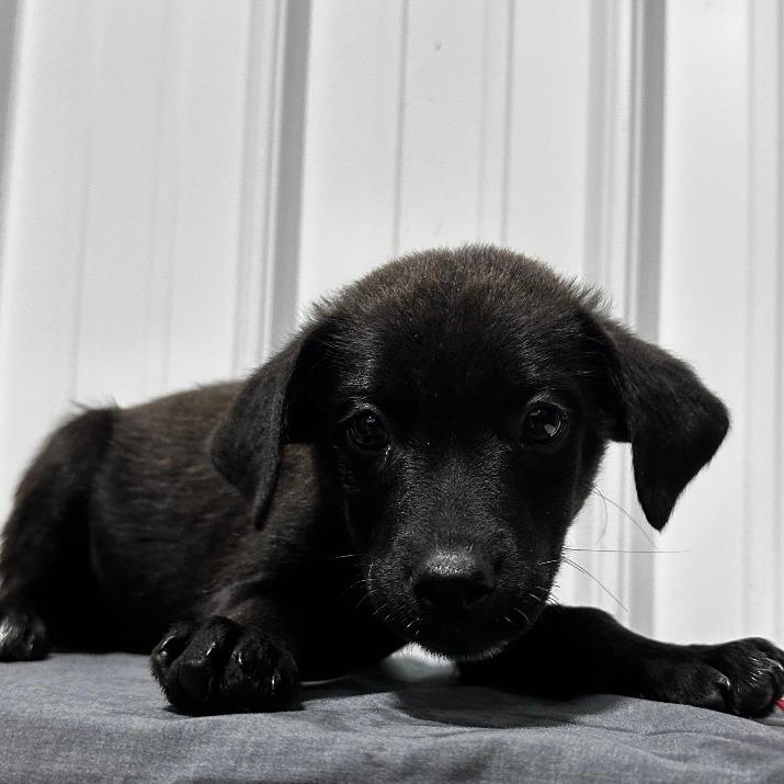Elmo