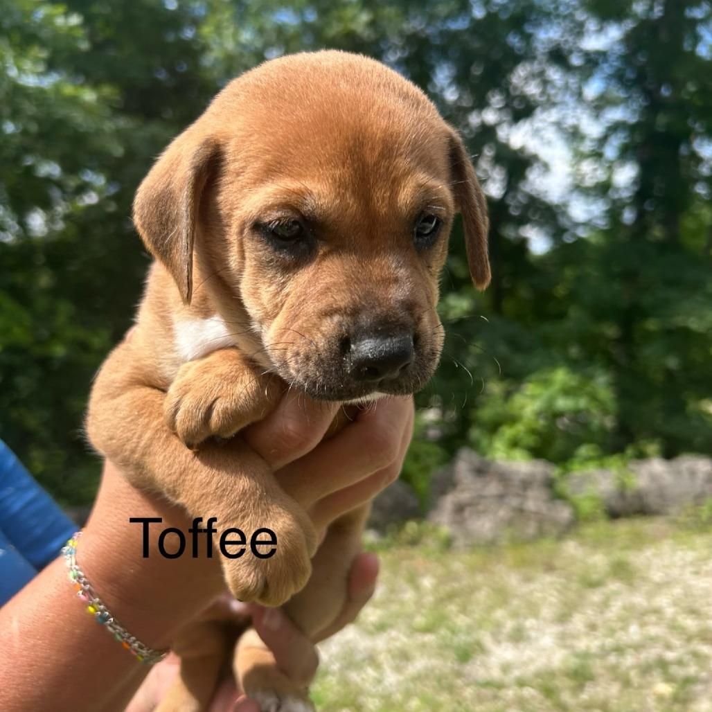 Toffee