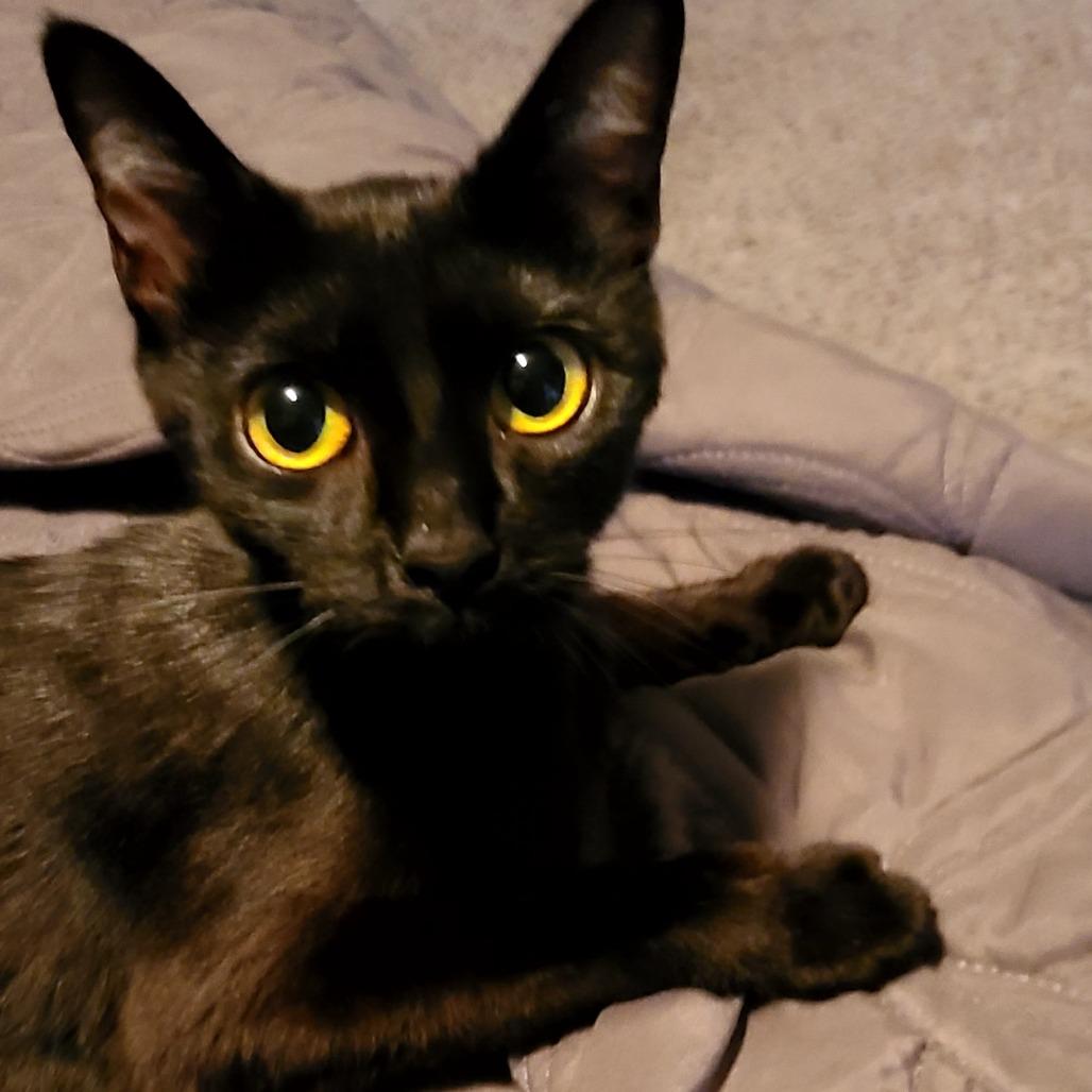 Pepper
