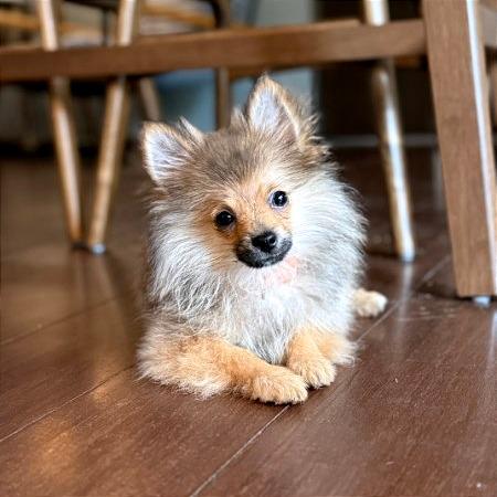 Keiki