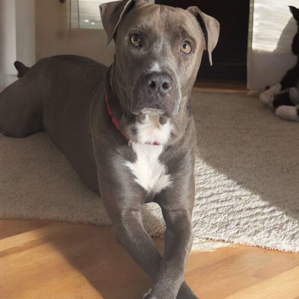 Rocco