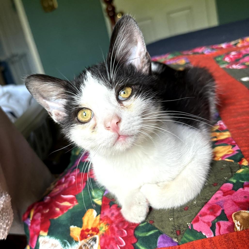 Tyson