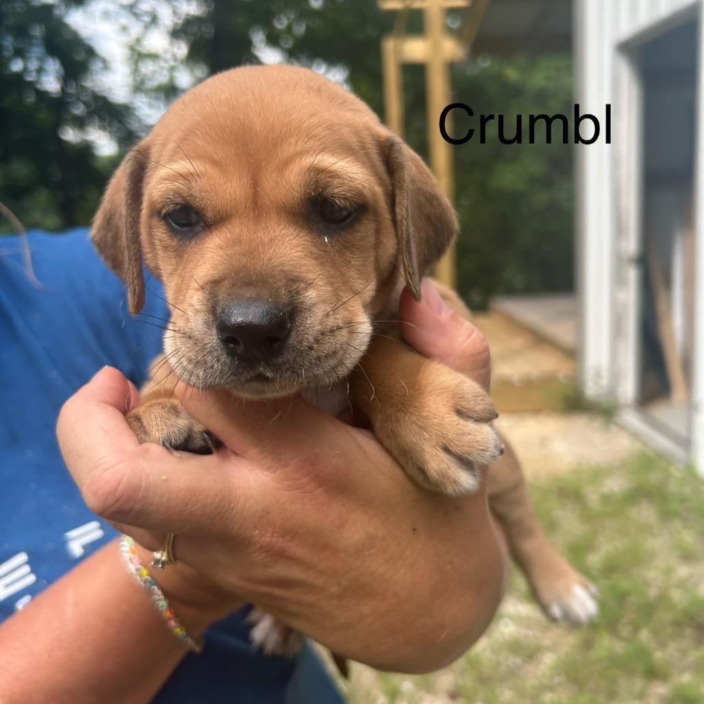 Crumbl