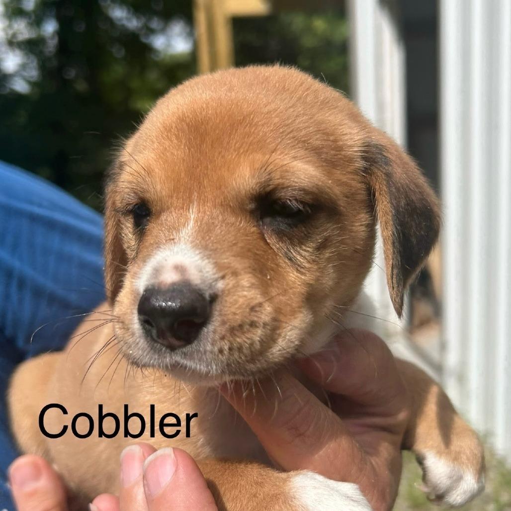 Cobbler
