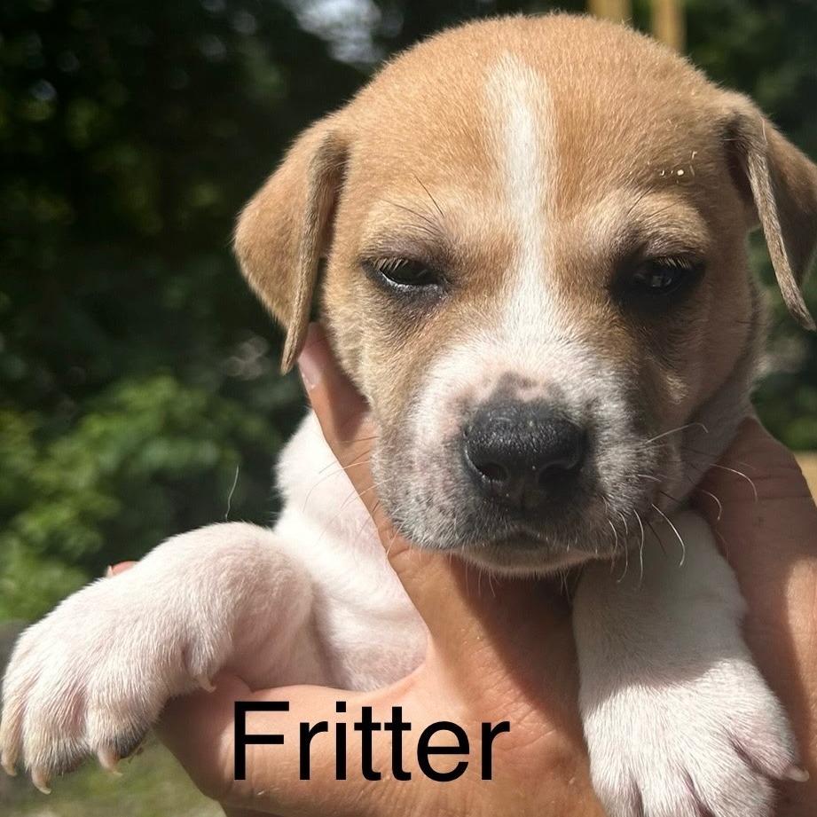 Fritter
