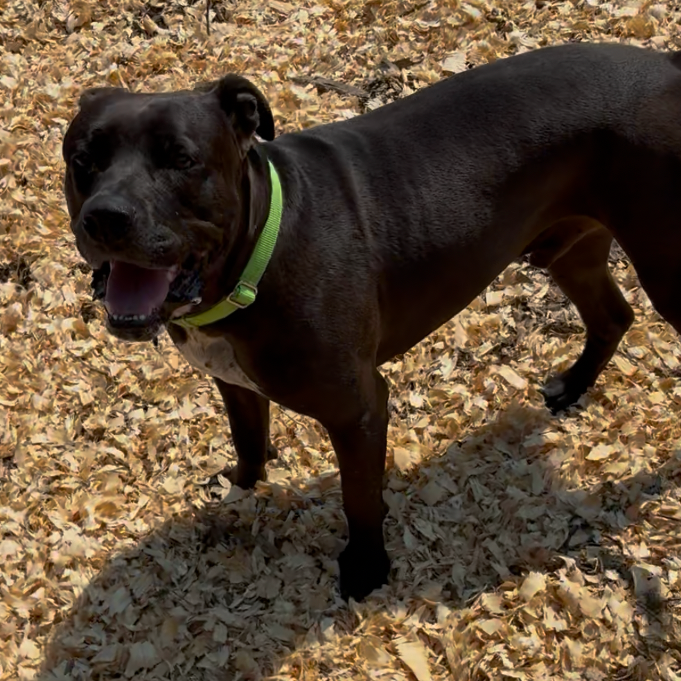 Shadow-Adoption Fee SPONSORED!