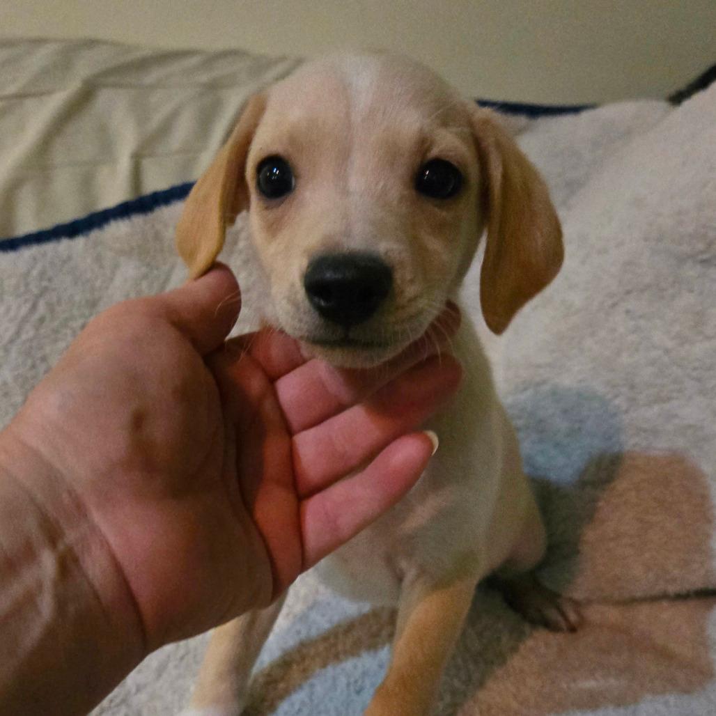 Sunny (off center blaze and squirmy)