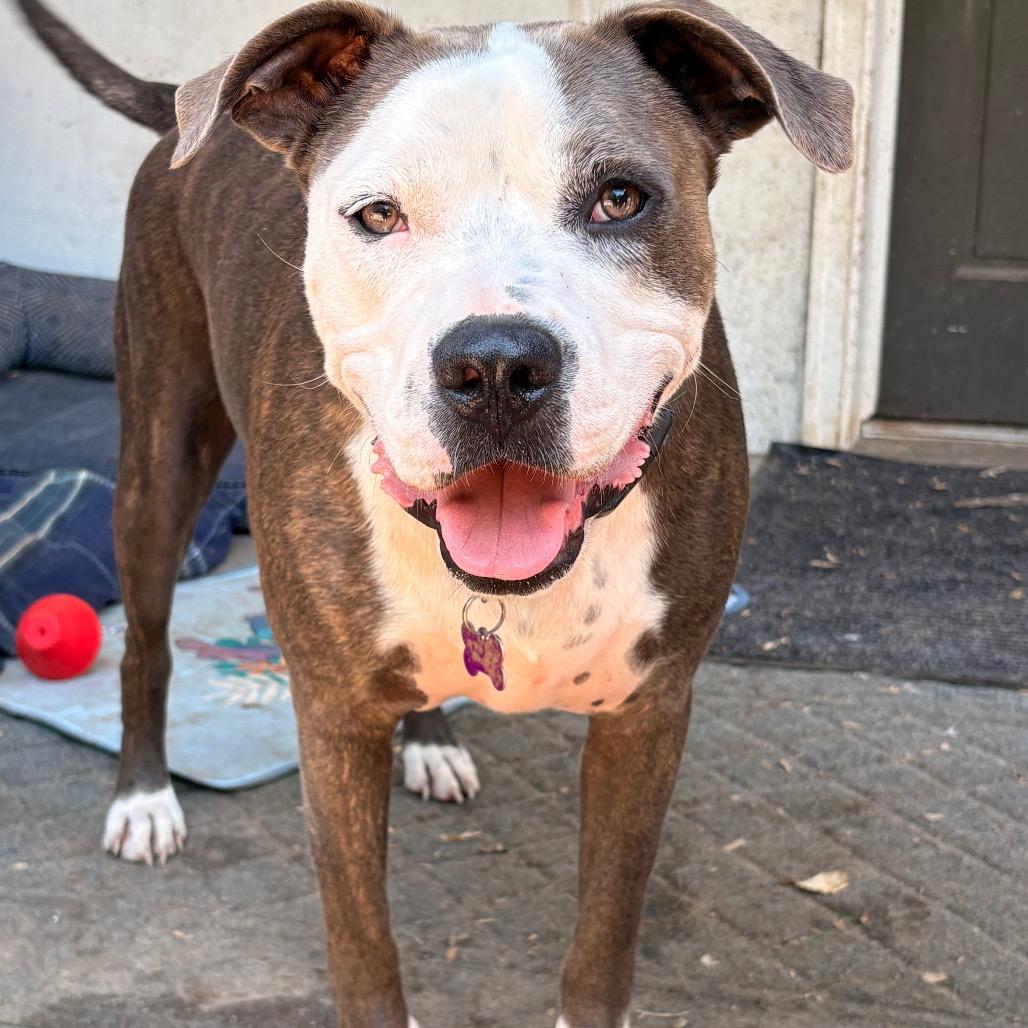 Petey (Adoption Fee SPONSORED!)