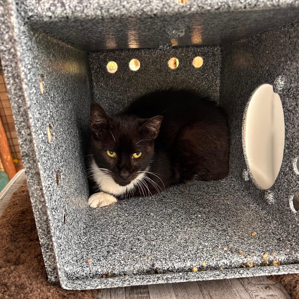 Tia - WORKING CAT 