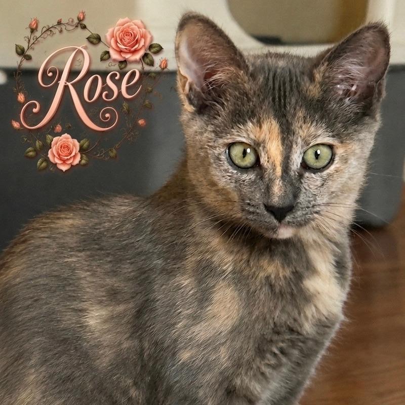 Rose