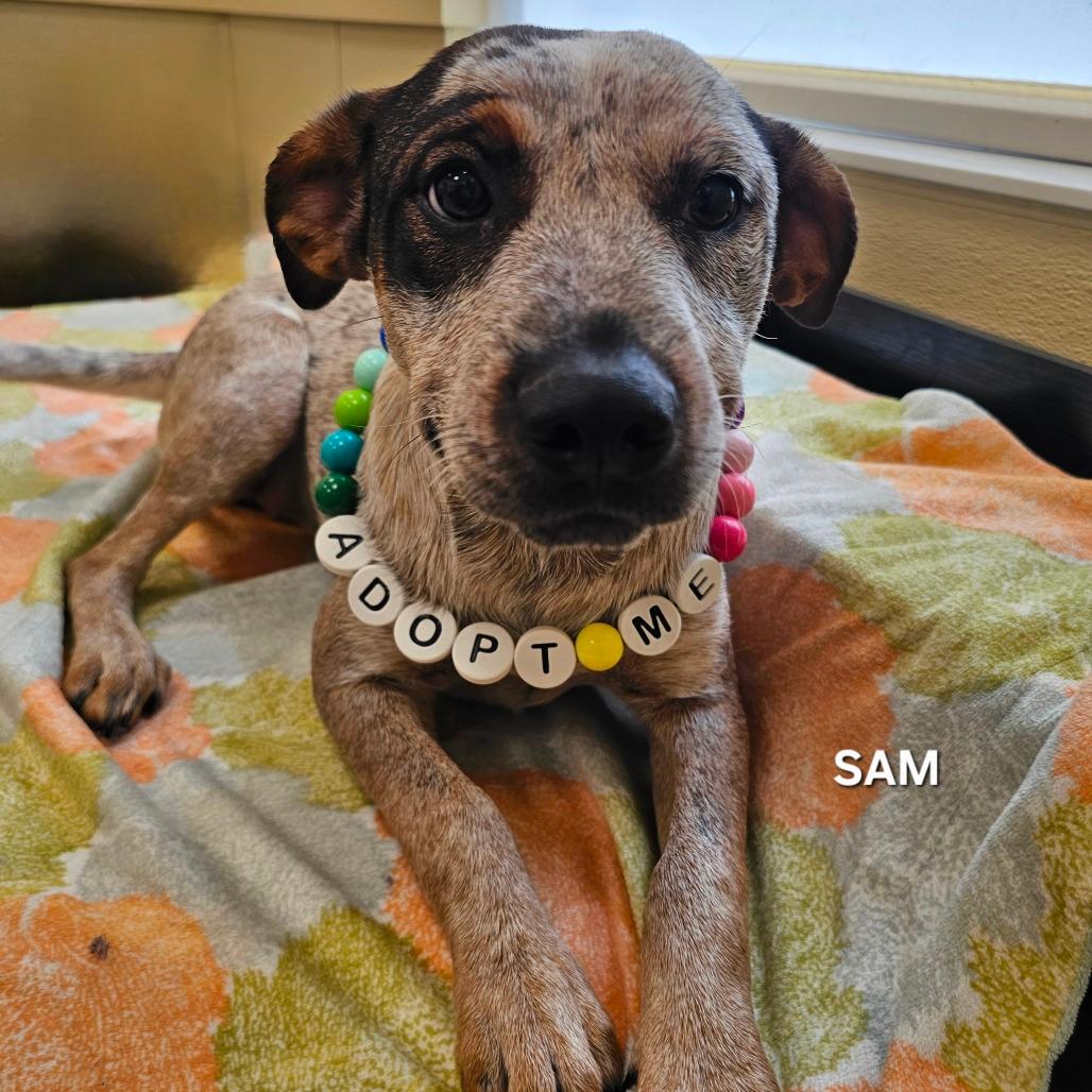 Sam