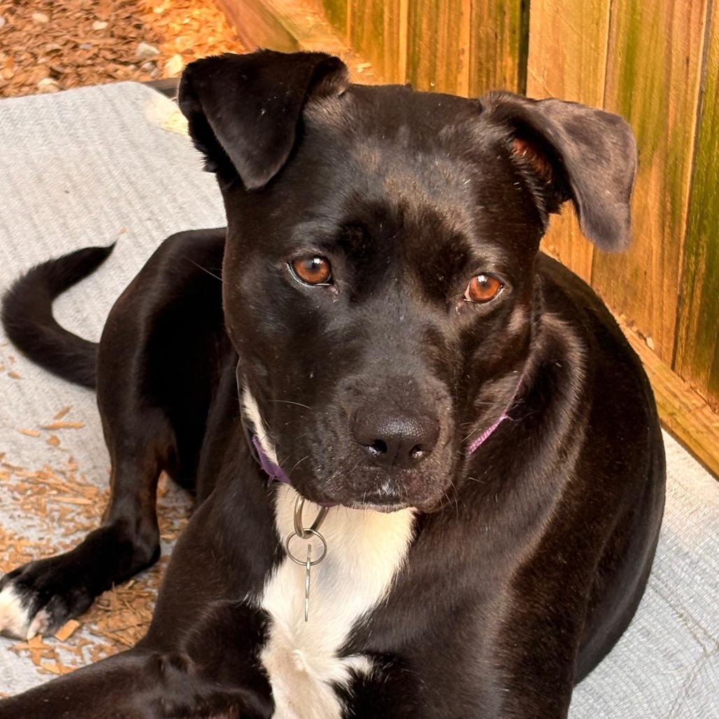 Gilly (Adoption Fee SPONSORED!)