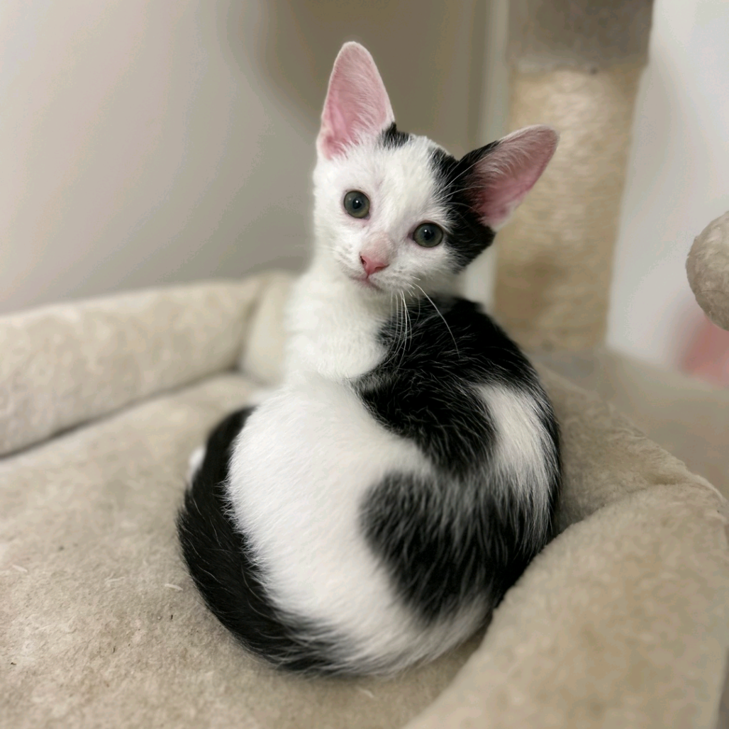 Savannah 