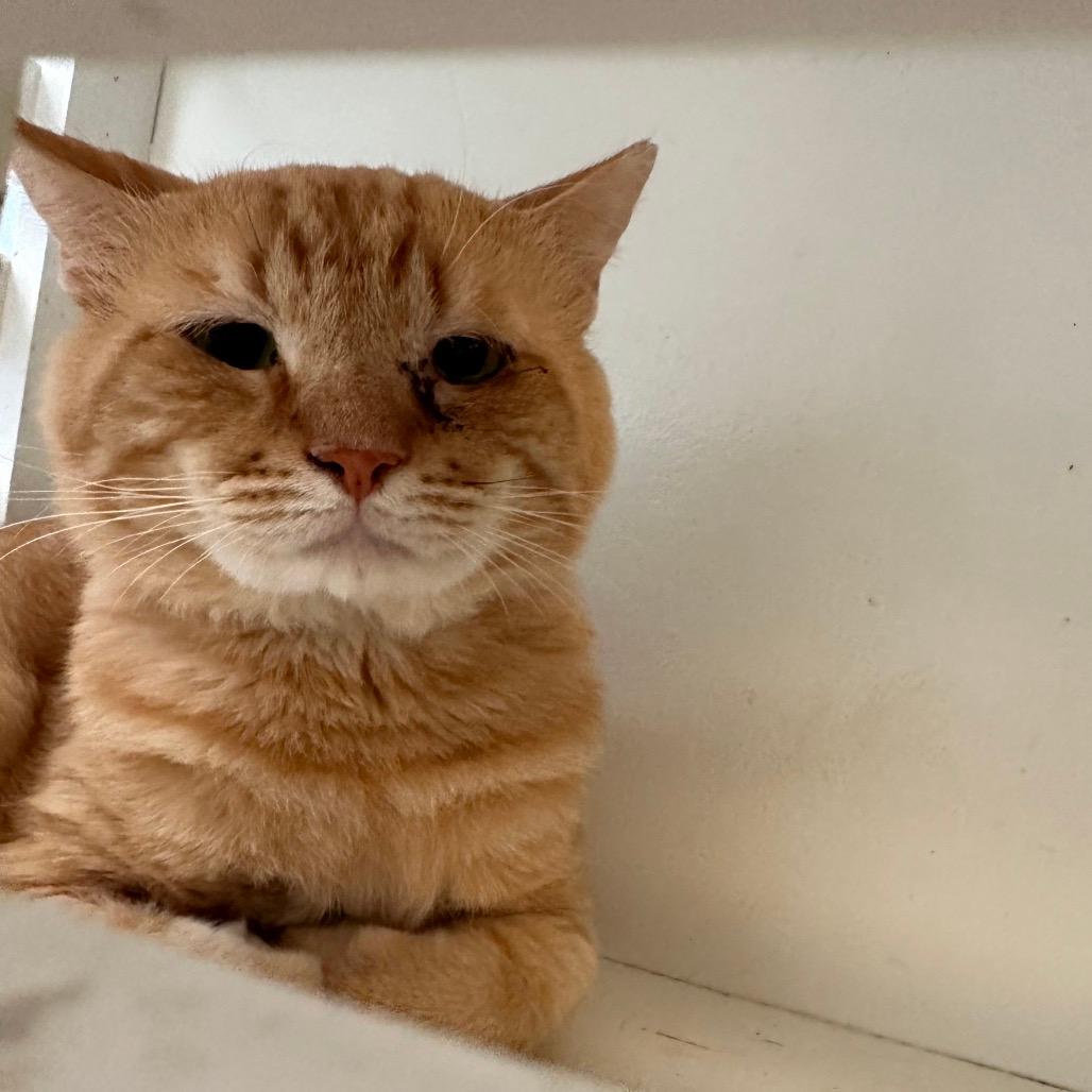 Oscar