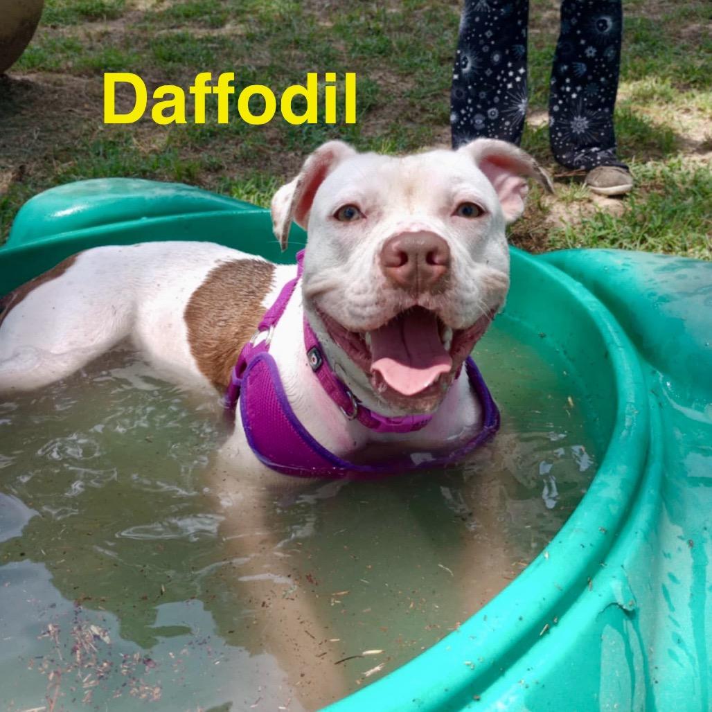 Daffodil