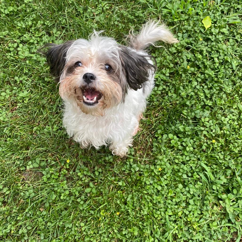 Picture of Coconut