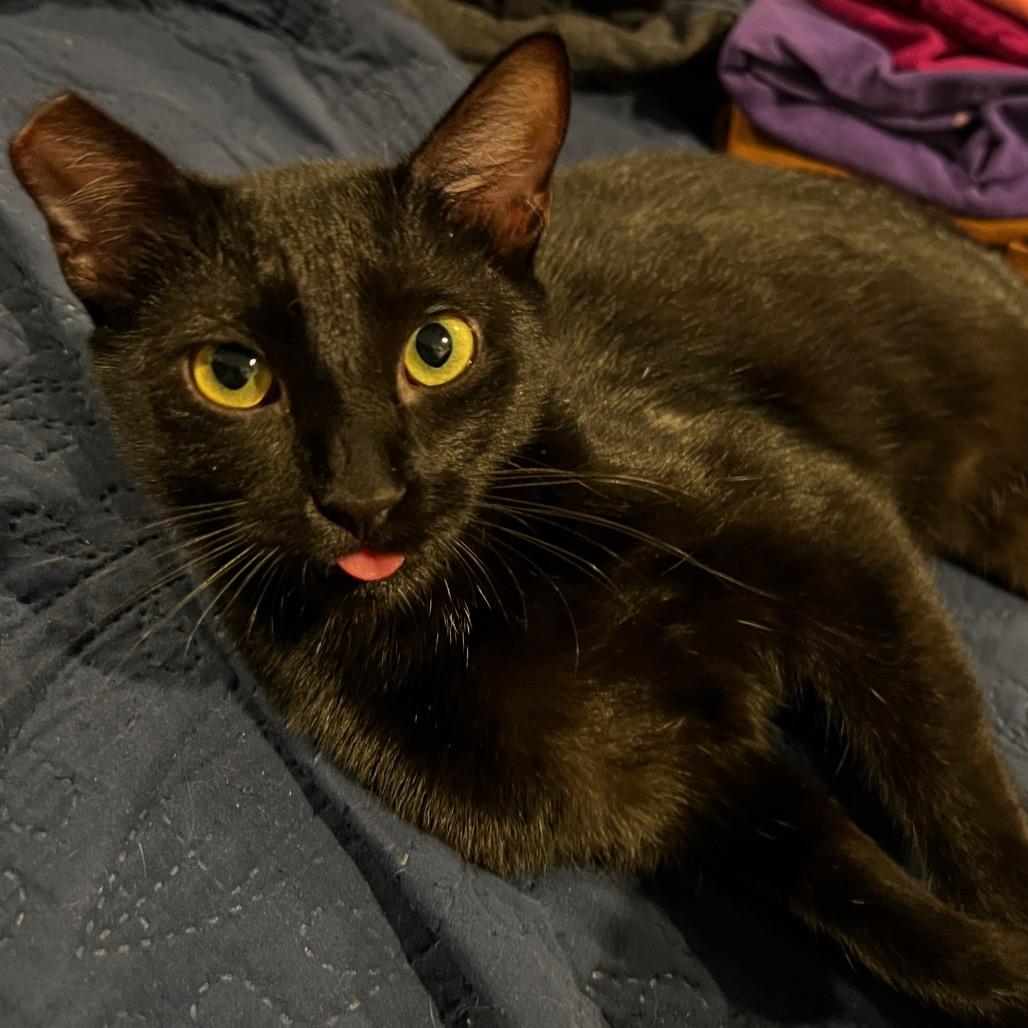Moxie