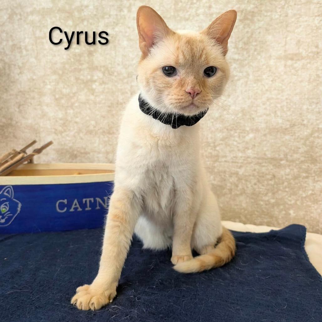 Cyrus