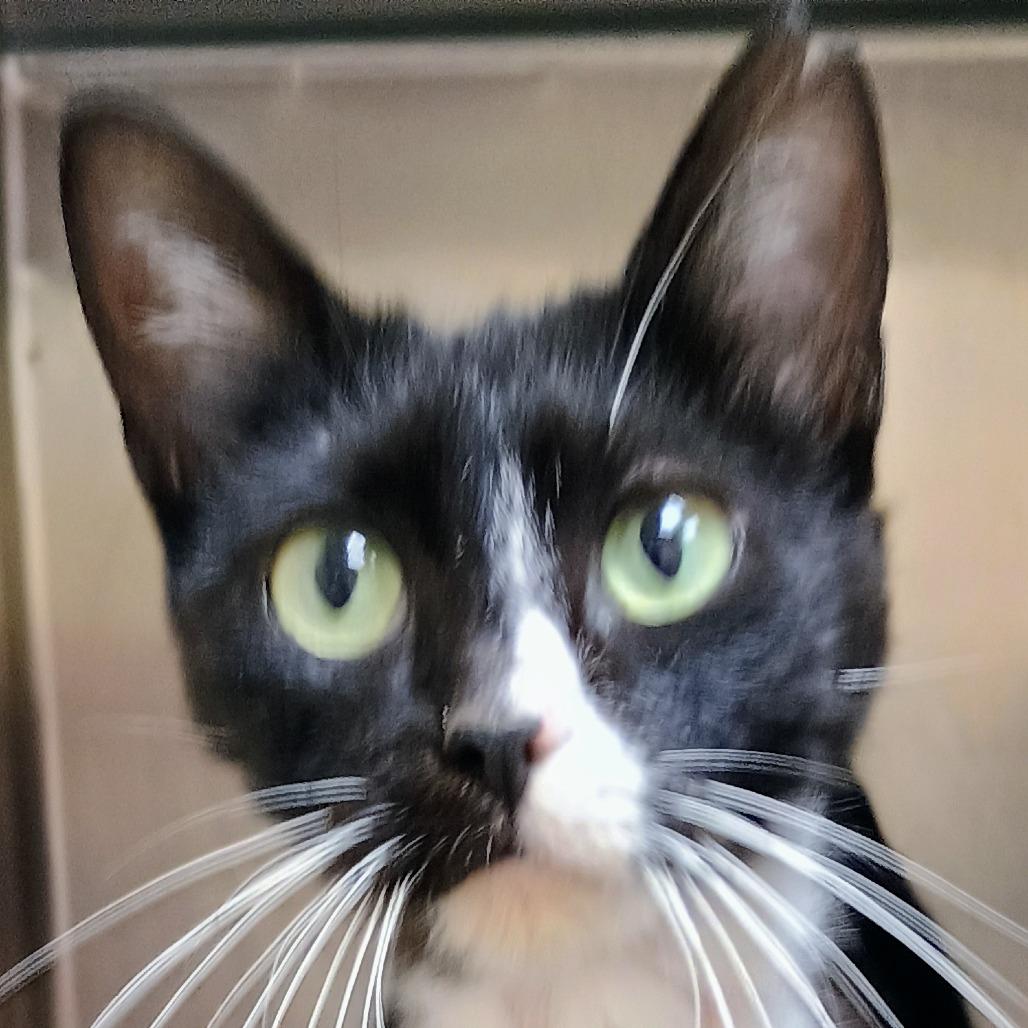 Mrs. Whiskerpips