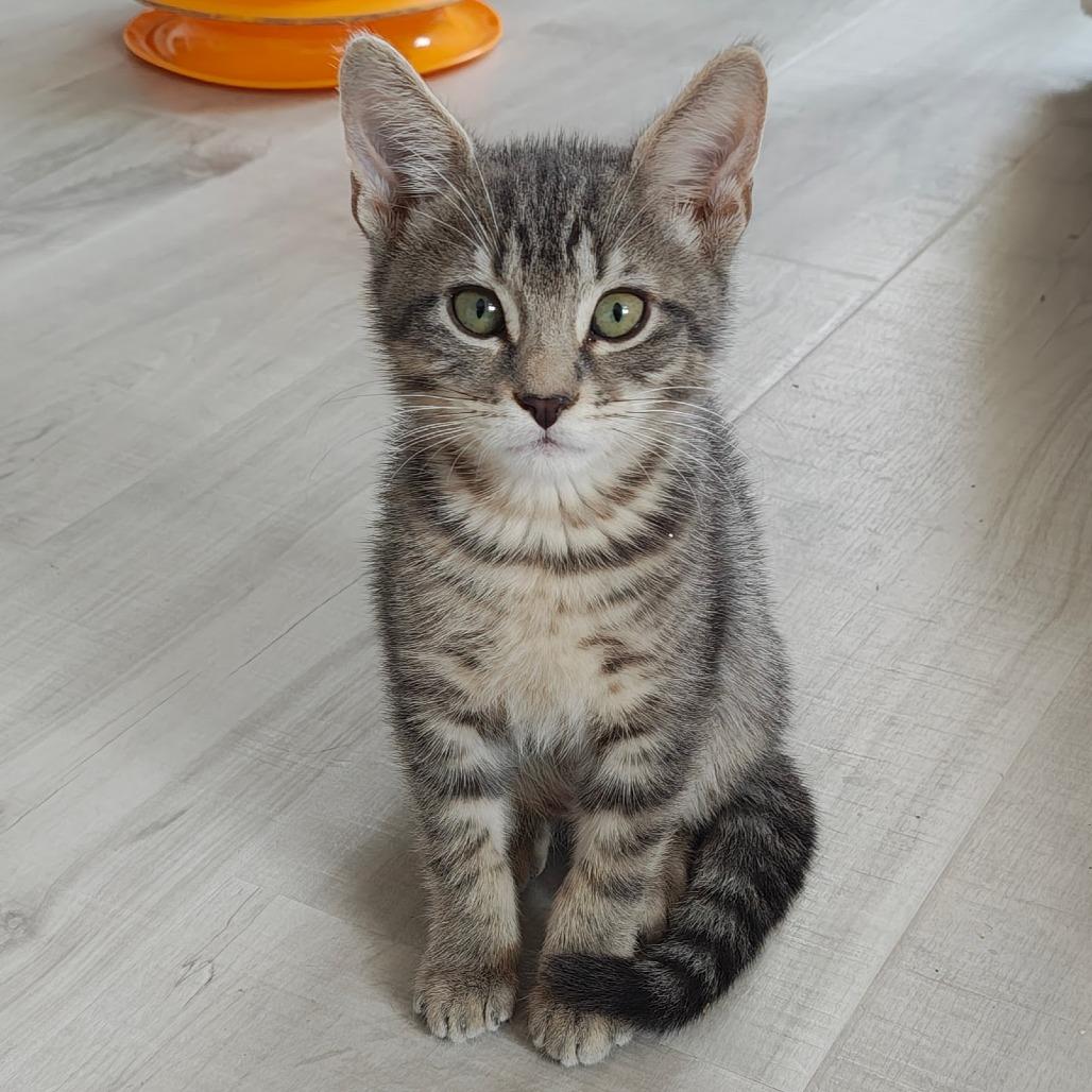 Parmesan