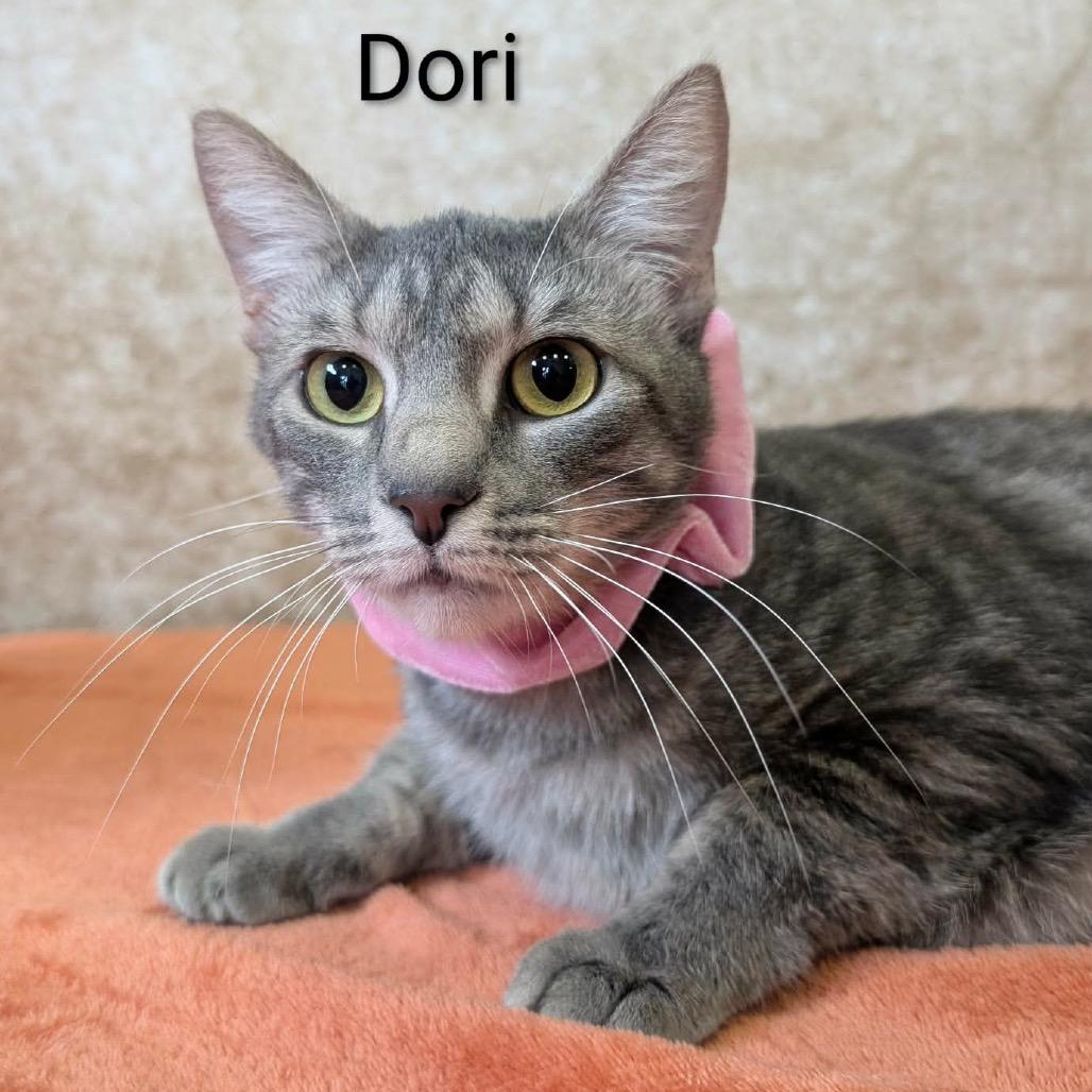 Dori 