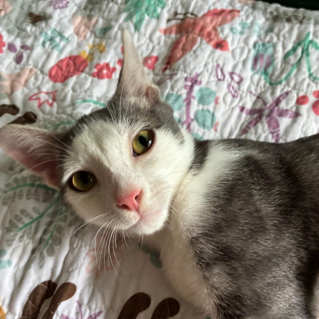 Gumball