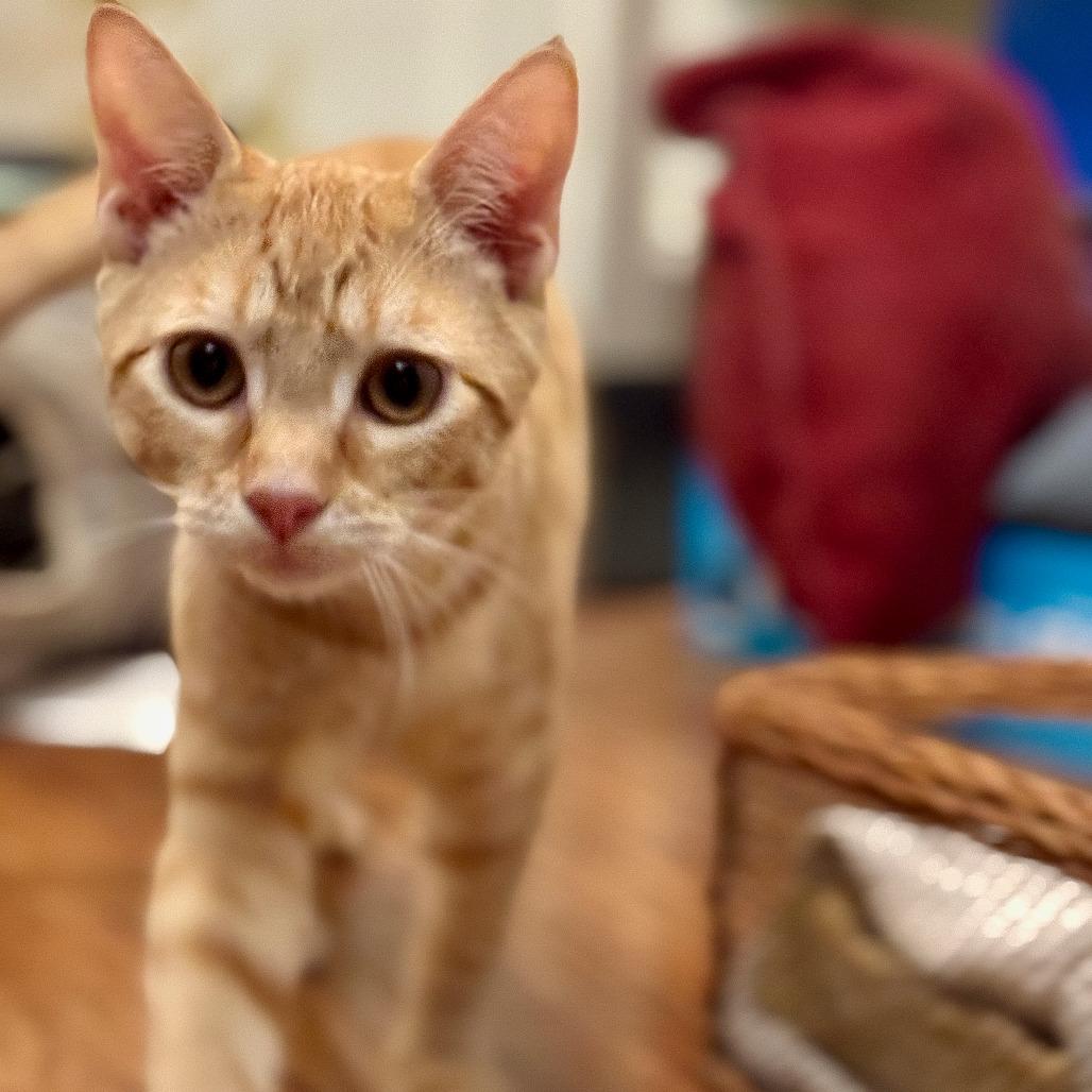 Milo