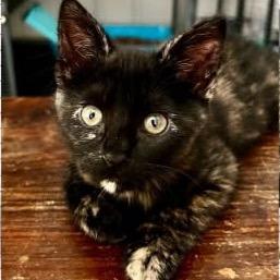 Piper
