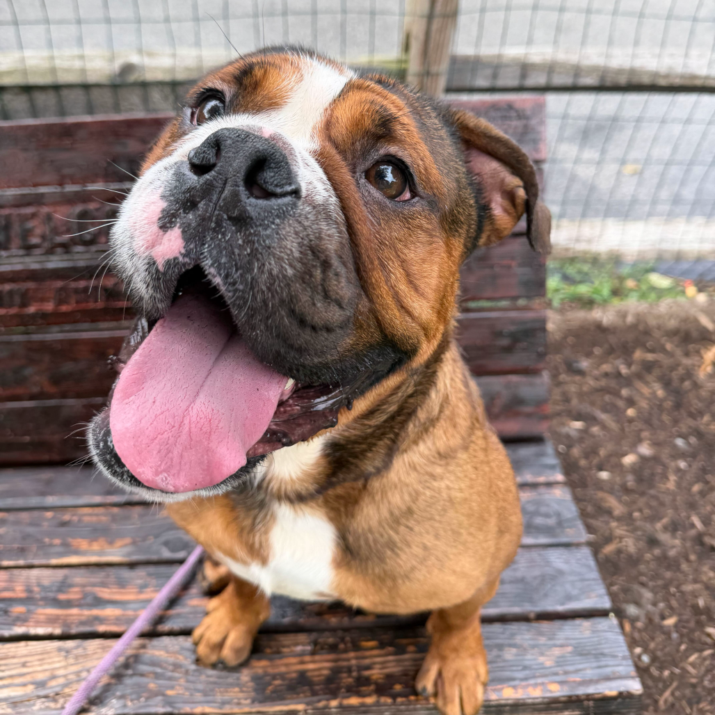 Boxer