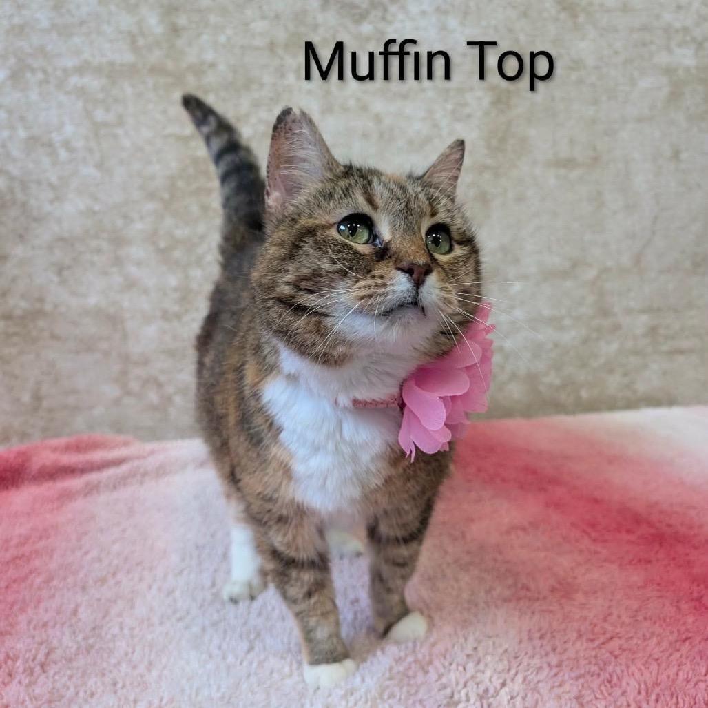 Muffin Top