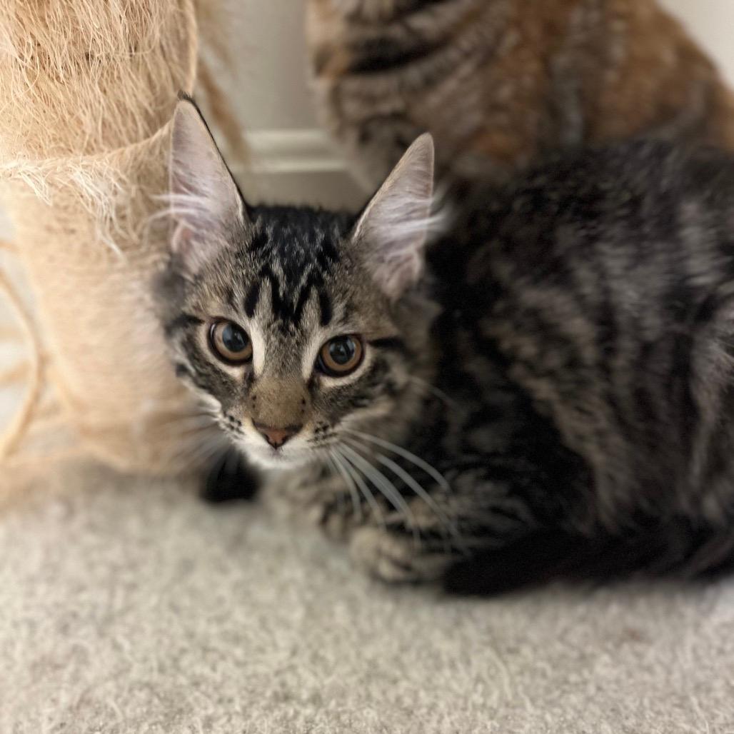 Leo