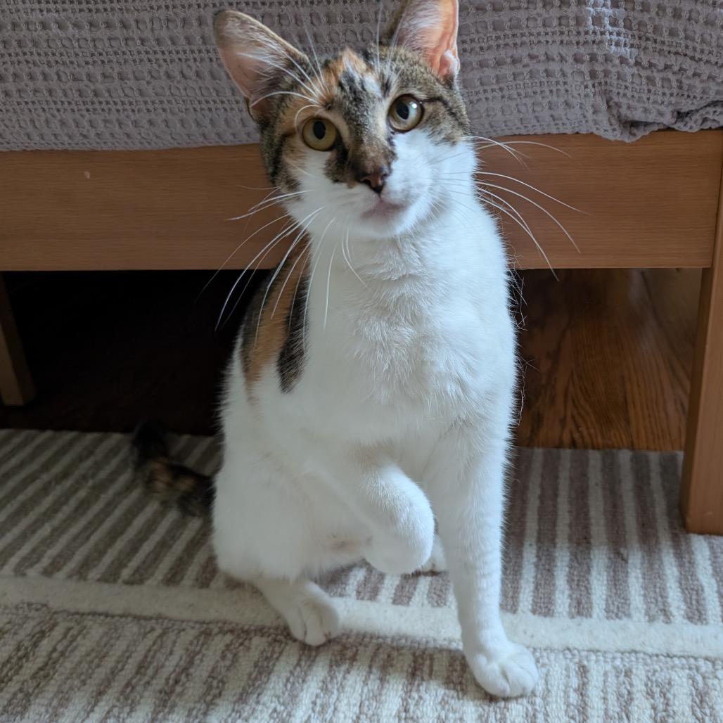 Callie (Pulaski Mama) CHIP