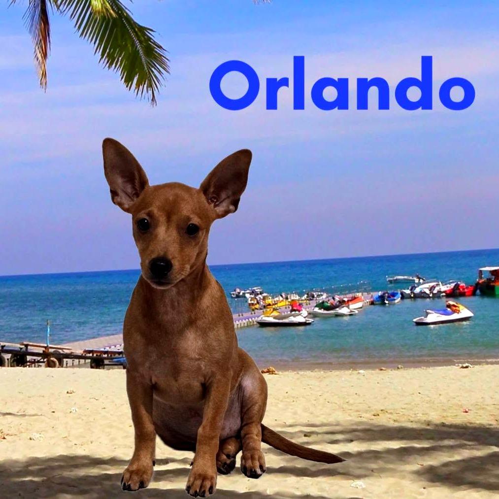 Orlando