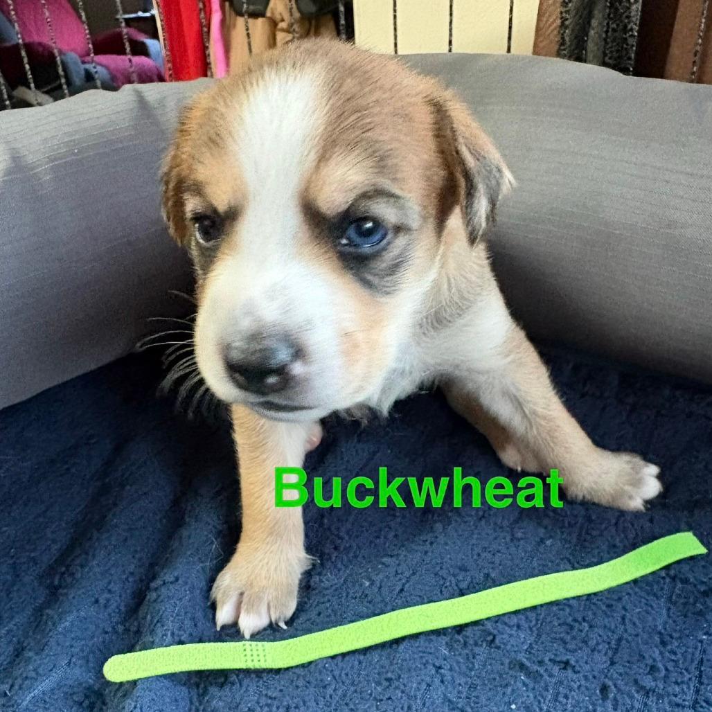 Buckwheat (Green collar)
